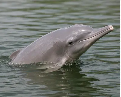 The Baiji Dolphin