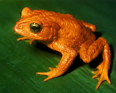 The Golden Toad